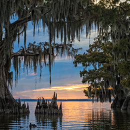 Cypress